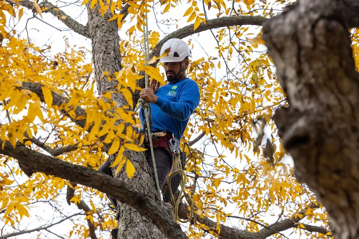 Skilled Storm Damage Cleanup crew working in Stamford
