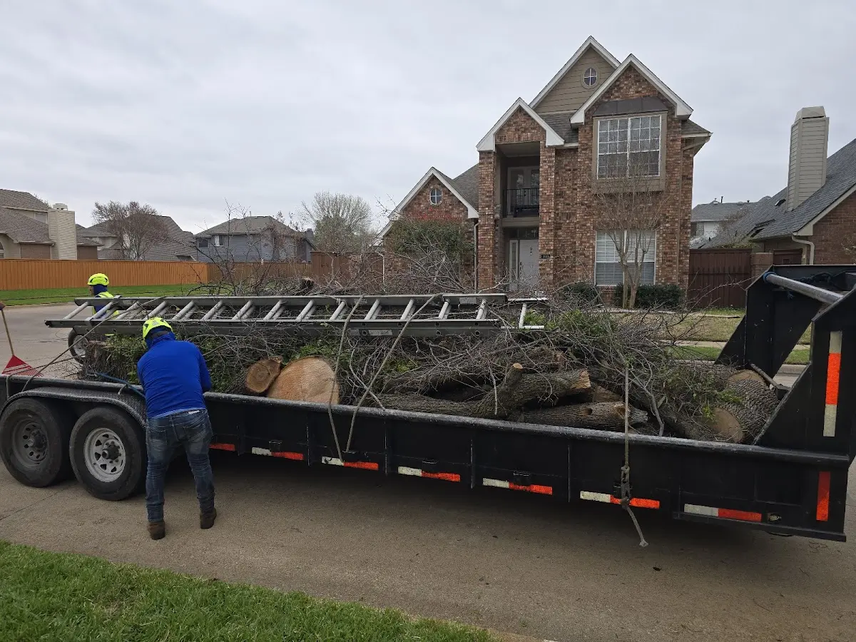 Expert Tree Fertilization with proper safety equipment in Stamford